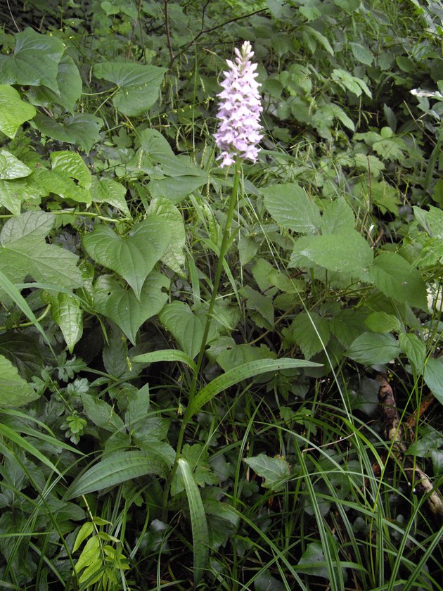 Dactylorhiza fuchsii